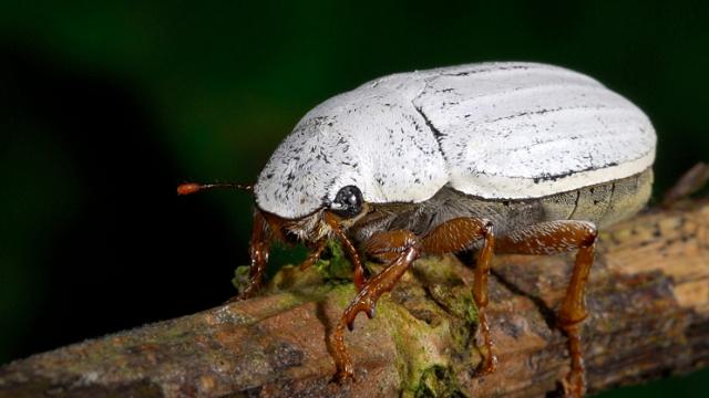 This Beetle Has A Thin Coating Whiter Than Anything Humans Can Make