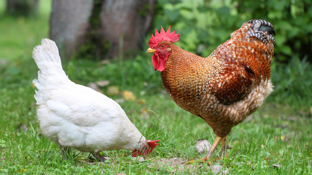 These Chickens Are The First Line Of Defence Against West Nile Virus