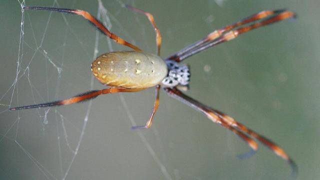 Australian Study: Our Hot, Bright Cities Are Spawning Gigantic Spiders