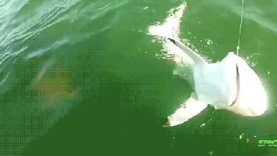 Giant Goliath Fish Swallows A Shark Whole In Just One Bite