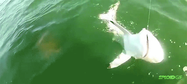 Giant Goliath Fish Swallows A Shark Whole In Just One Bite