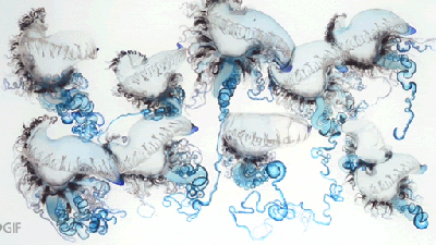 The Alien Beauty Of The Portuguese Man-Of-War