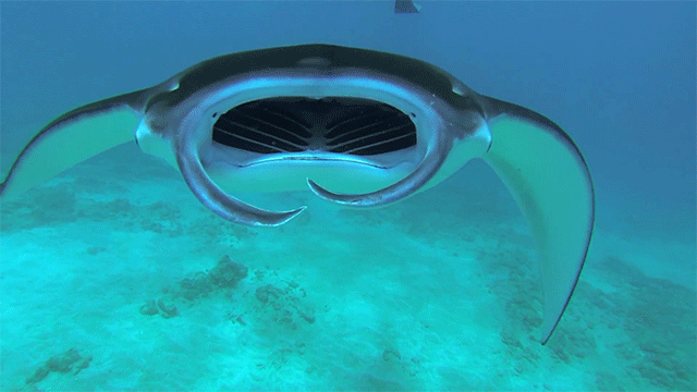 Swimming Manta Rays Look Like Sci-Fi Underwater Space Ships