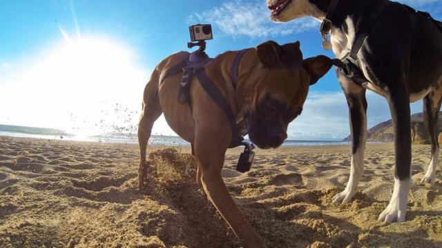 GoPro Finally Has A Dedicated Dog Mount