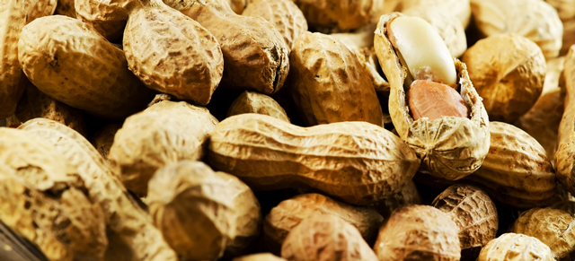 A Gut Microbe Could Be The Key To Stopping Peanut Allergies