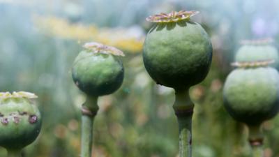 Future Painkillers Might Be Made From Yeast, Not Poppies