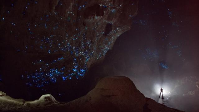 This Amazing Starry Sky Is A Cave Full Of Glowworms In New Zealand