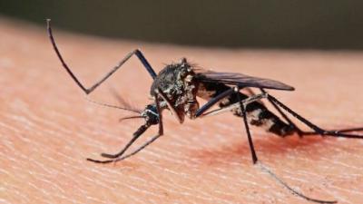Scientist Are Now Using Magnets To Detect Malaria