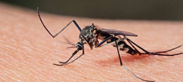 Scientist Are Now Using Magnets To Detect Malaria