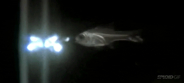 Why Are These Fish Shooting Out Blue Lasers With Their Mouth?