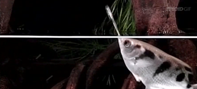 These Sniper Fish Kill Prey Firing Water With Their Mouths