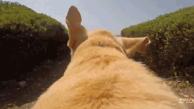 Happiness Is This Video Of A Dog Running Towards The Sea