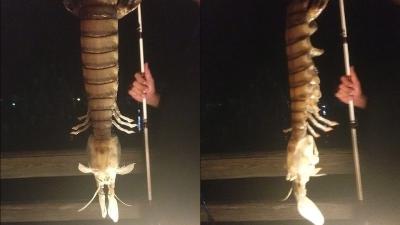 Fisherman Catches Monstrous Giant Prawn In Florida