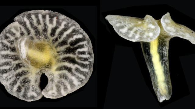 Scientists Find Mysterious Species In Australia That Defy All Classifications Of Life