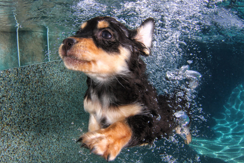 There’s Nothing Cuter Than These Puppies Swimming Underwater