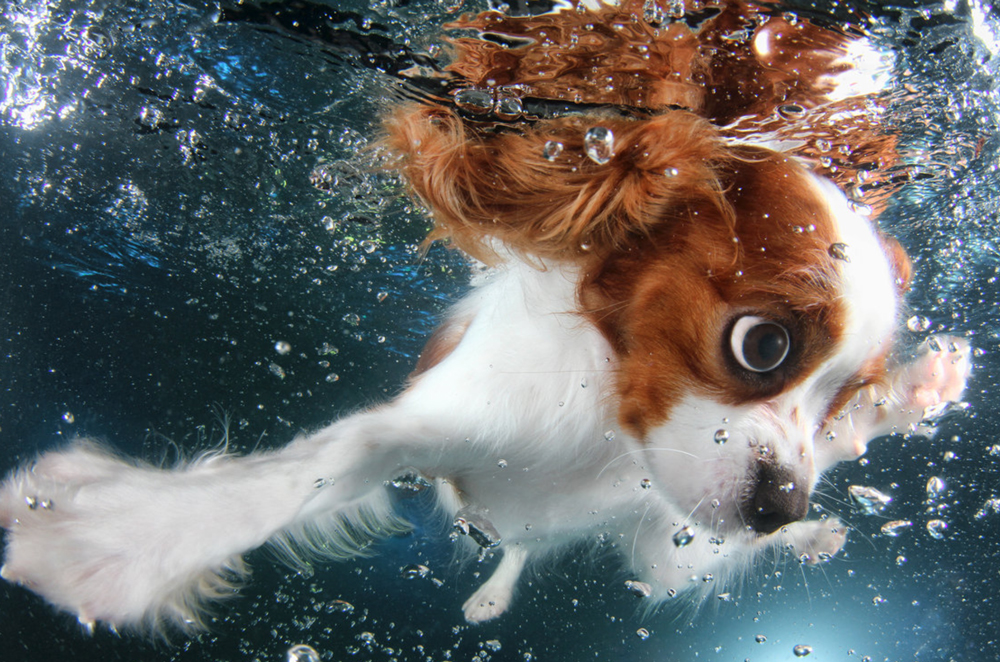 There’s Nothing Cuter Than These Puppies Swimming Underwater
