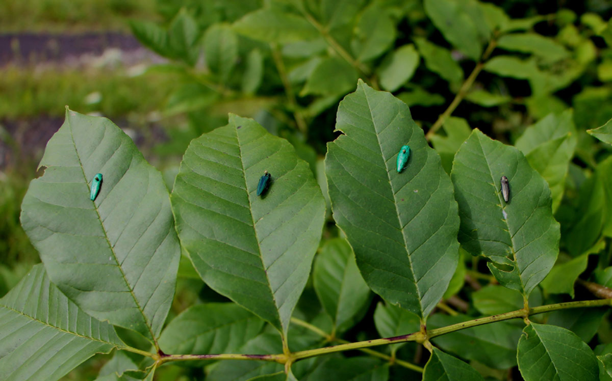These Decoy Insects Zap The Nasty Bugs That Try To Mate With Them