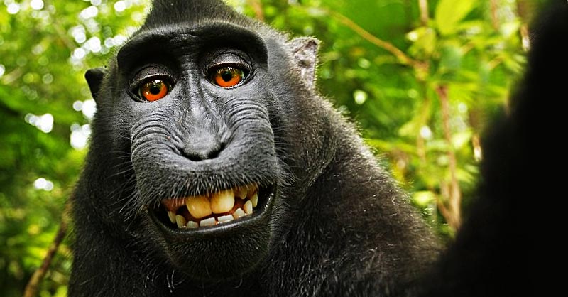 If Nobody Owns These Cool Animal Selfies, We Should Give Them Money