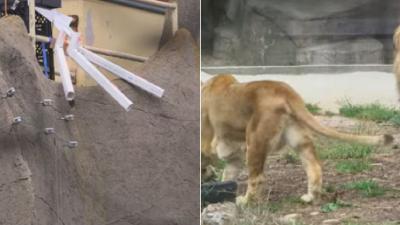This Custom Poop-Chute Dispenses Droppings For Lions To Play With