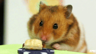 Tiny Hamster Eats Tiny Hot Dogs Faster Than Any Human Can