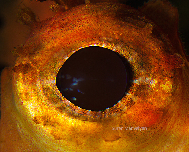 The Eyes Of Animals Look A Lot Like Alien Worlds