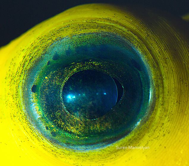 The Eyes Of Animals Look A Lot Like Alien Worlds
