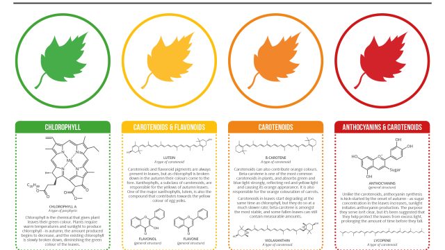 The Chemistry Behind The Different Colours Of Autumn Leaves