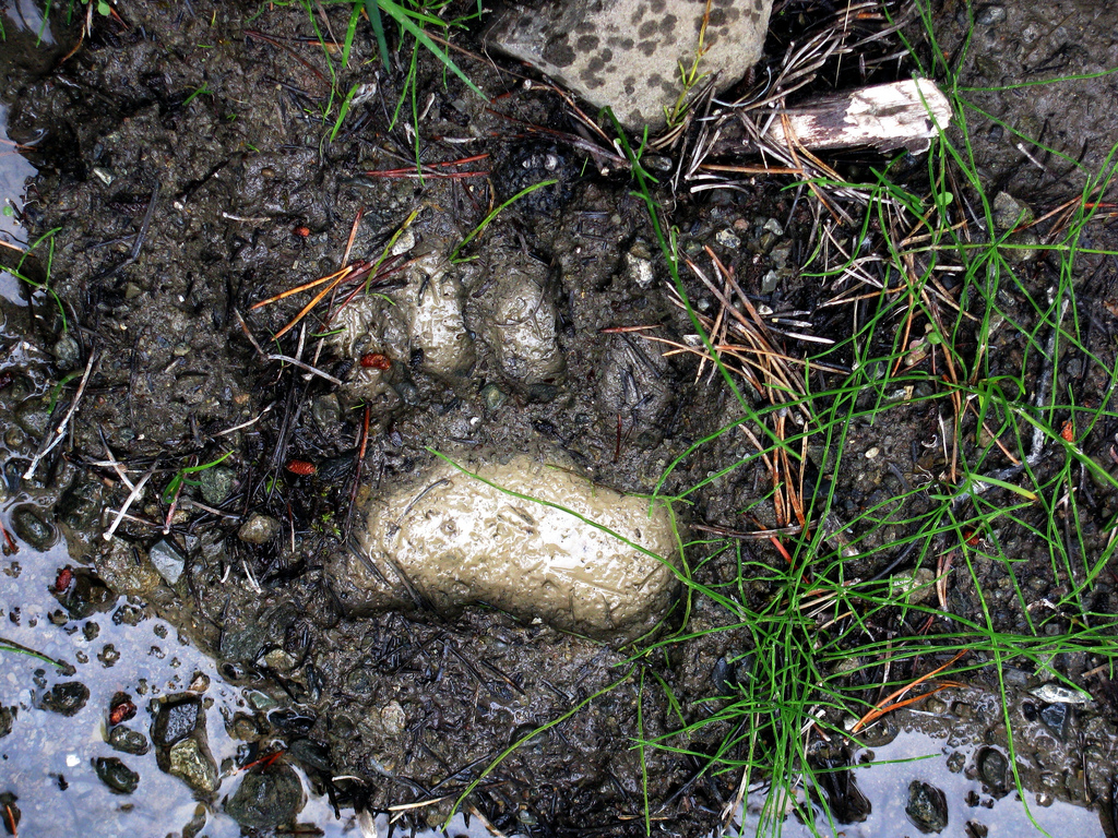 What Animal Tracks Mean For You