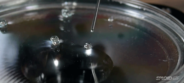 How Are These Water Drops Just Floating On The Surface Of The Water?