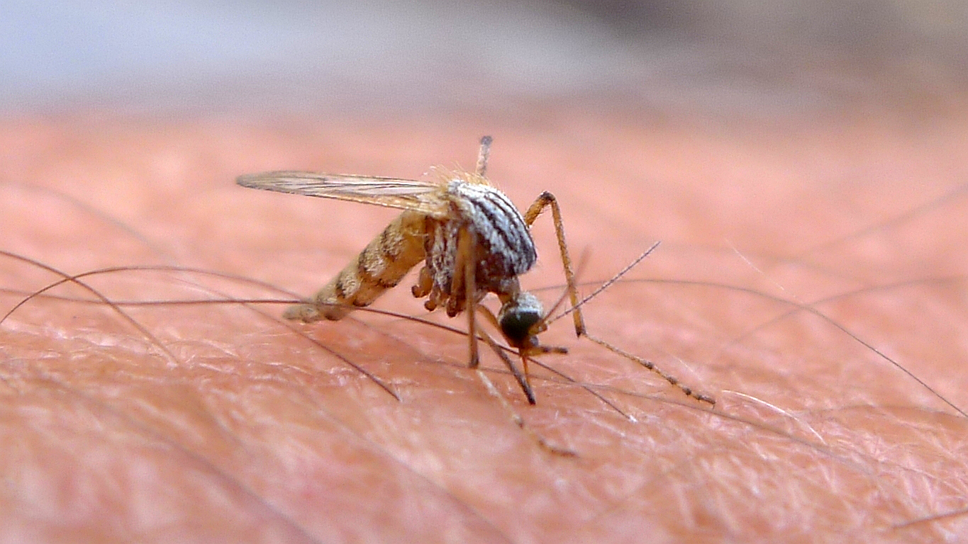 The Many Ways We’re Using Mutant Mosquitos To Eradicate Disease