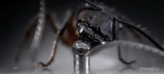 Seeing An Ant Drink Water From Up Close Is Pretty Fascinating