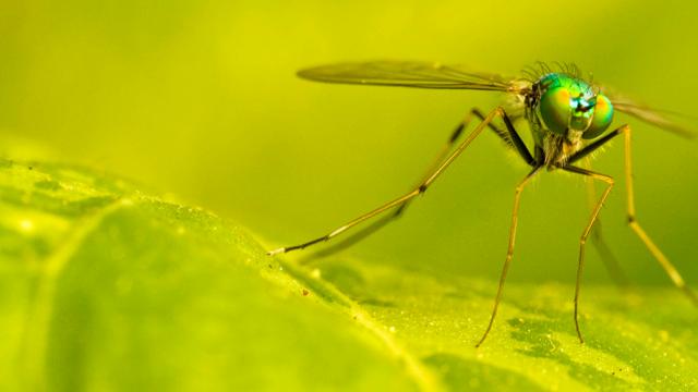 The Many Ways We’re Using Mutant Mosquitos To Eradicate Disease