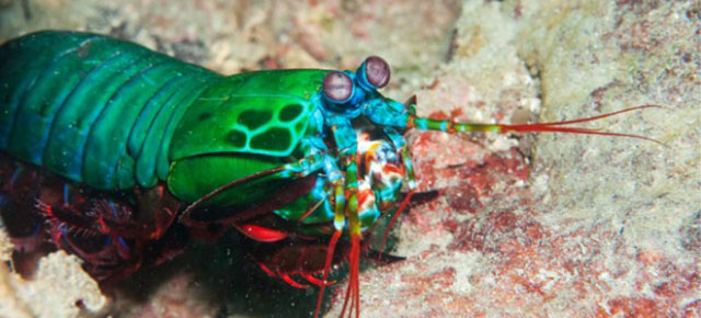 The Australian Cancer-Spotting Smartphone Camera Inspired By Shrimps