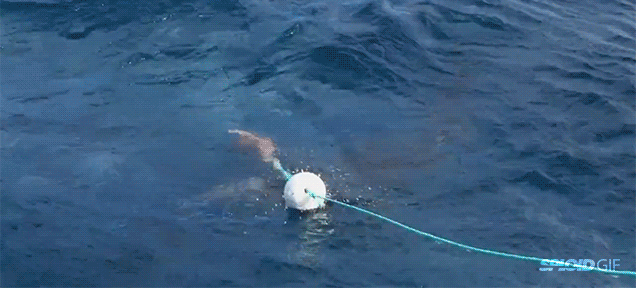 Video: Rare White Shark On White Shark Attack In Australian Waters