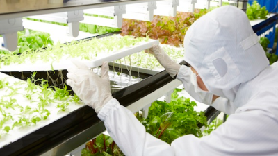 Your Lettuce Could Come From An Old Semiconductor Factory