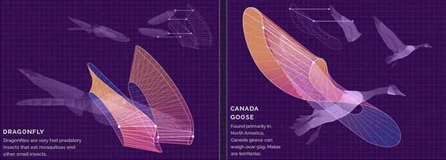 Cool Animated Technical Illustrations Show How Animals Fly