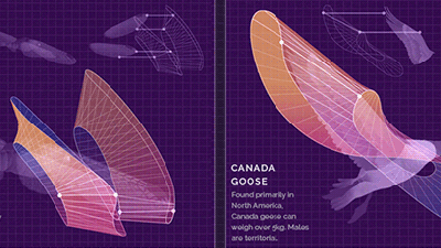 Cool Animated Technical Illustrations Show How Animals Fly