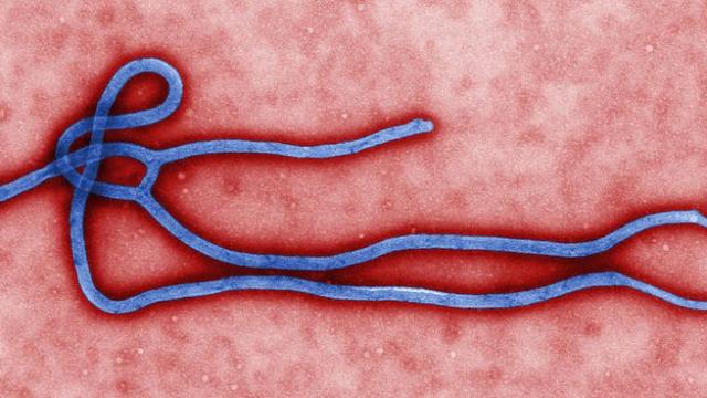 The Ebola Virus Was Named In 1976 After The Ebola River In Zaire