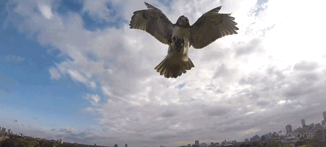 Hawk Attacks A Drone Mid-Air, Bringing It Down To The Ground