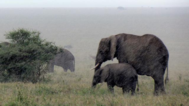 Elephants Can Sense Rainstorms From 240km Away