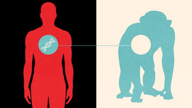 Want To Stay Healthy? You’ll Need To Become A Human-Animal Hybrid