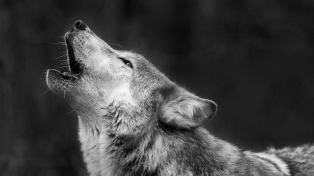 Why Dogs Howl