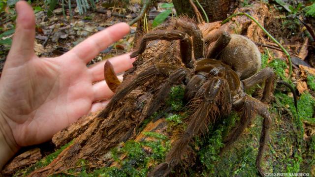 The Legs On This Puppy-Sized Spider Are 30cm Long