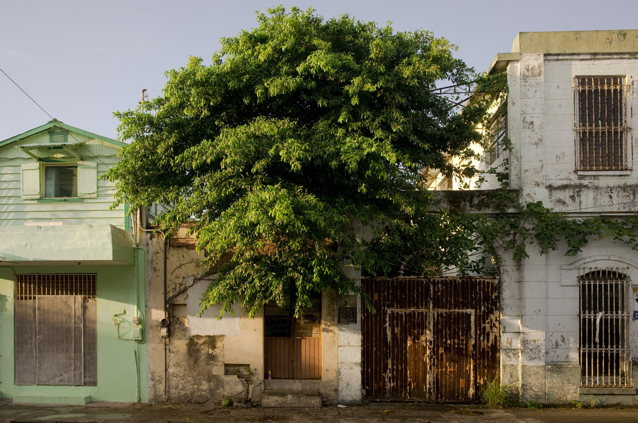 Abandoned Buildings In Tampico, Mexico Are Filled With Trees