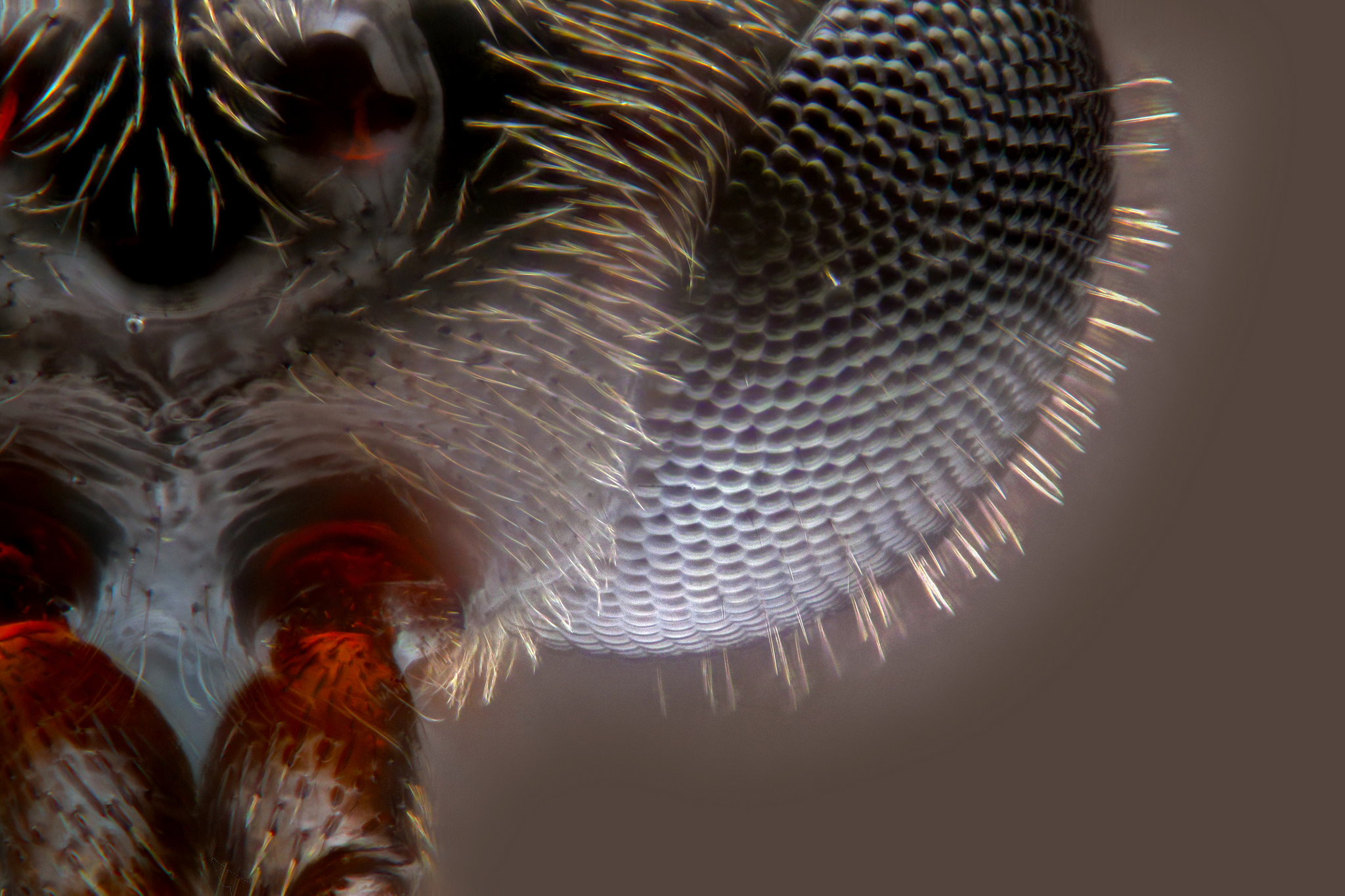 I’ve Never Seen Macroscopic Images As Incredibly Sharp As These Ones