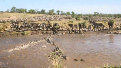 1.5 Million Wildebeests Cross A River In One Impressive Timelapse