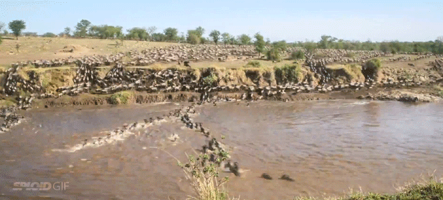 1.5 Million Wildebeests Cross A River In One Impressive Timelapse