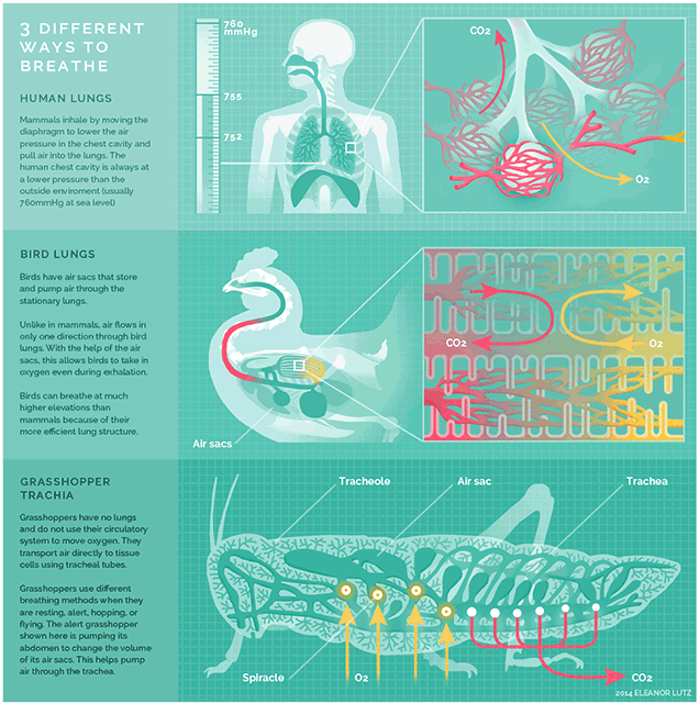 The Different Ways Animals Breath In One Cool Animated Graphic