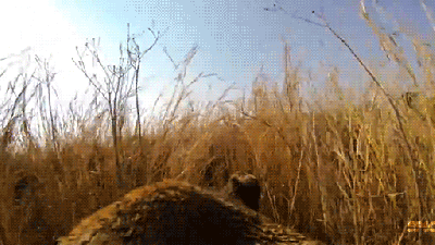 This Is What Hunting Looks Like From A Lioness’ Point Of View