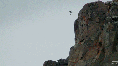 Tiny Gosling Chicks Jump 120m Off A Cliff To Survive